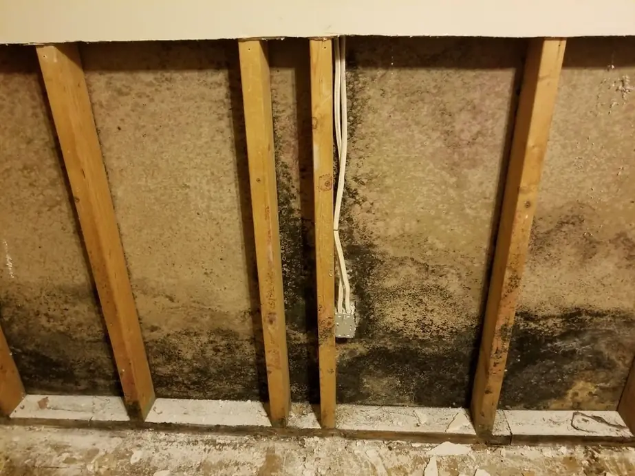 Mold Remediation